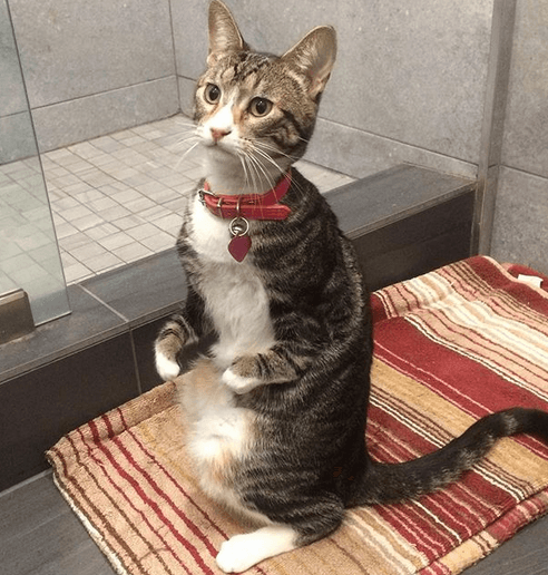 kangaroo cat feature