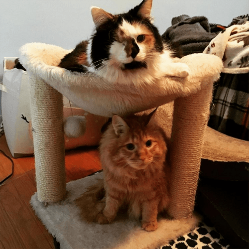 lunahobbes