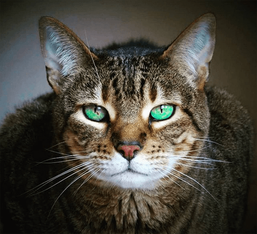 hemi