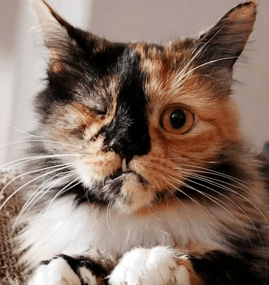 gretta feature