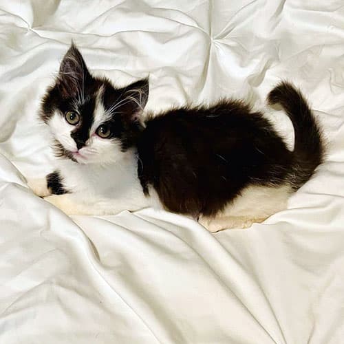 Phoebe3