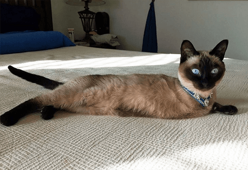 keiko