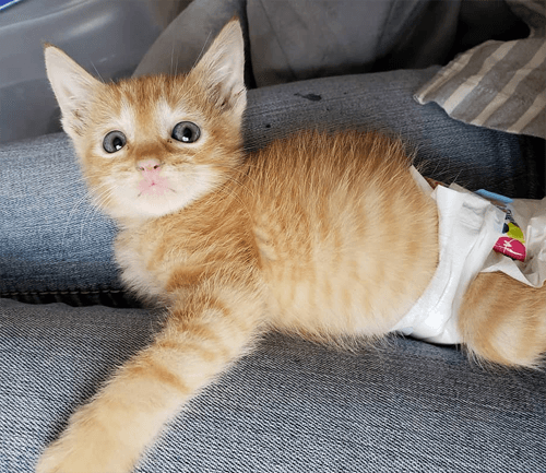 simba
