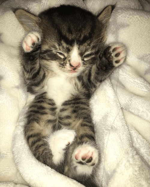 arlo