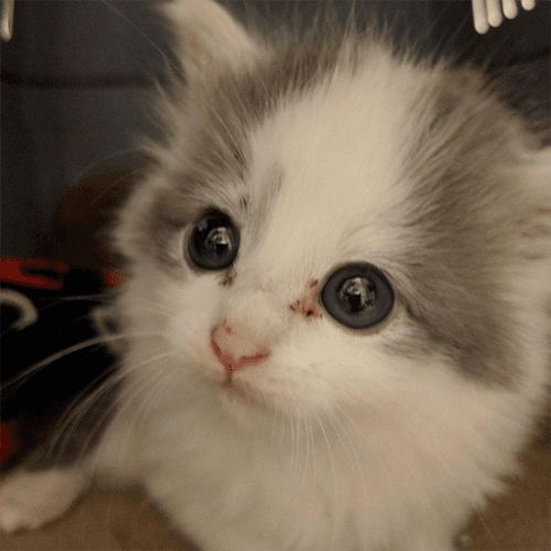 albert