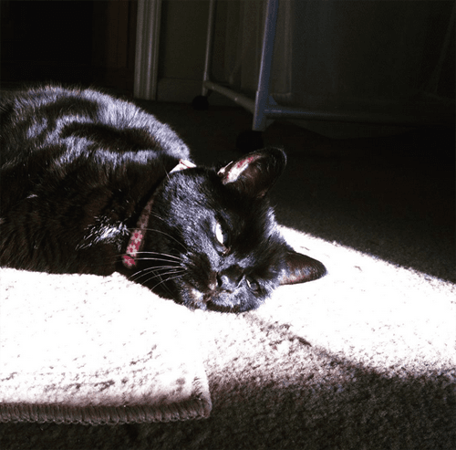 kitty