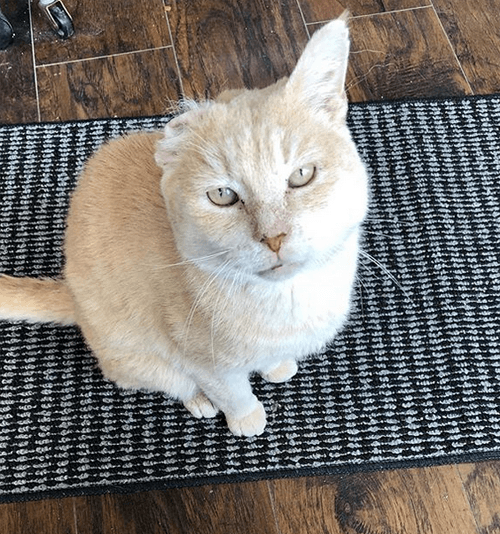 mango