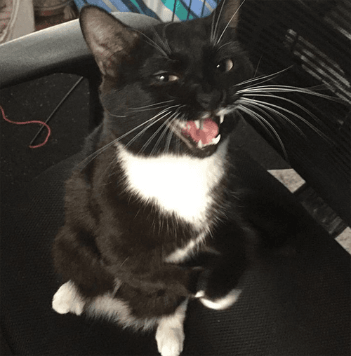 jack