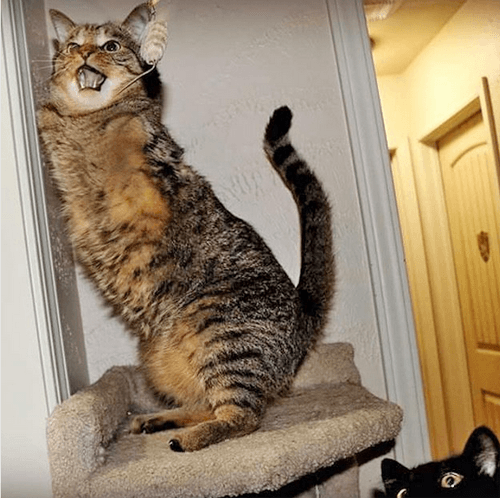 mercury