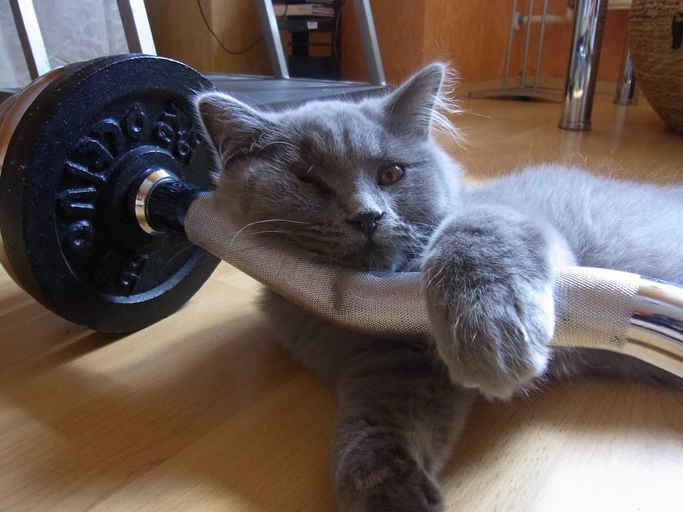 cats kittens who don't feel like working out feature