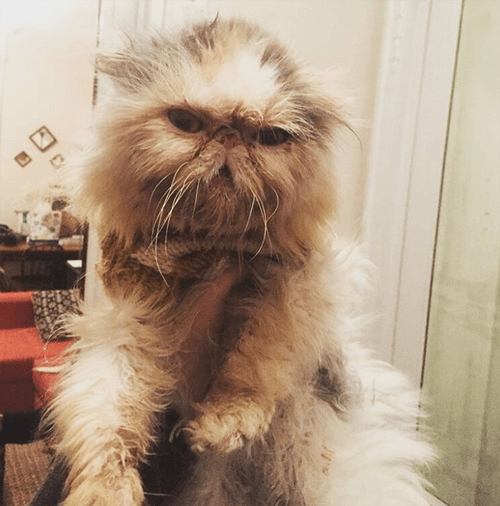 aladdinacat