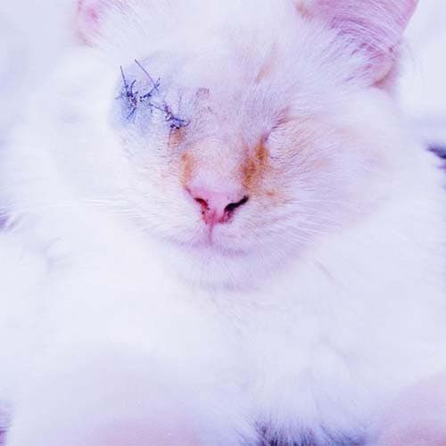 Falkor4