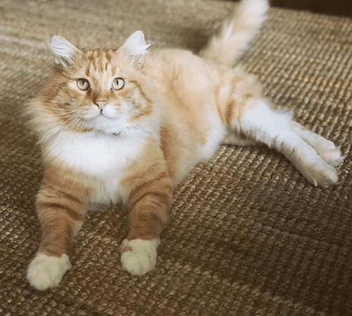 dan