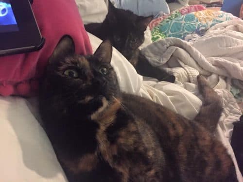 kitties