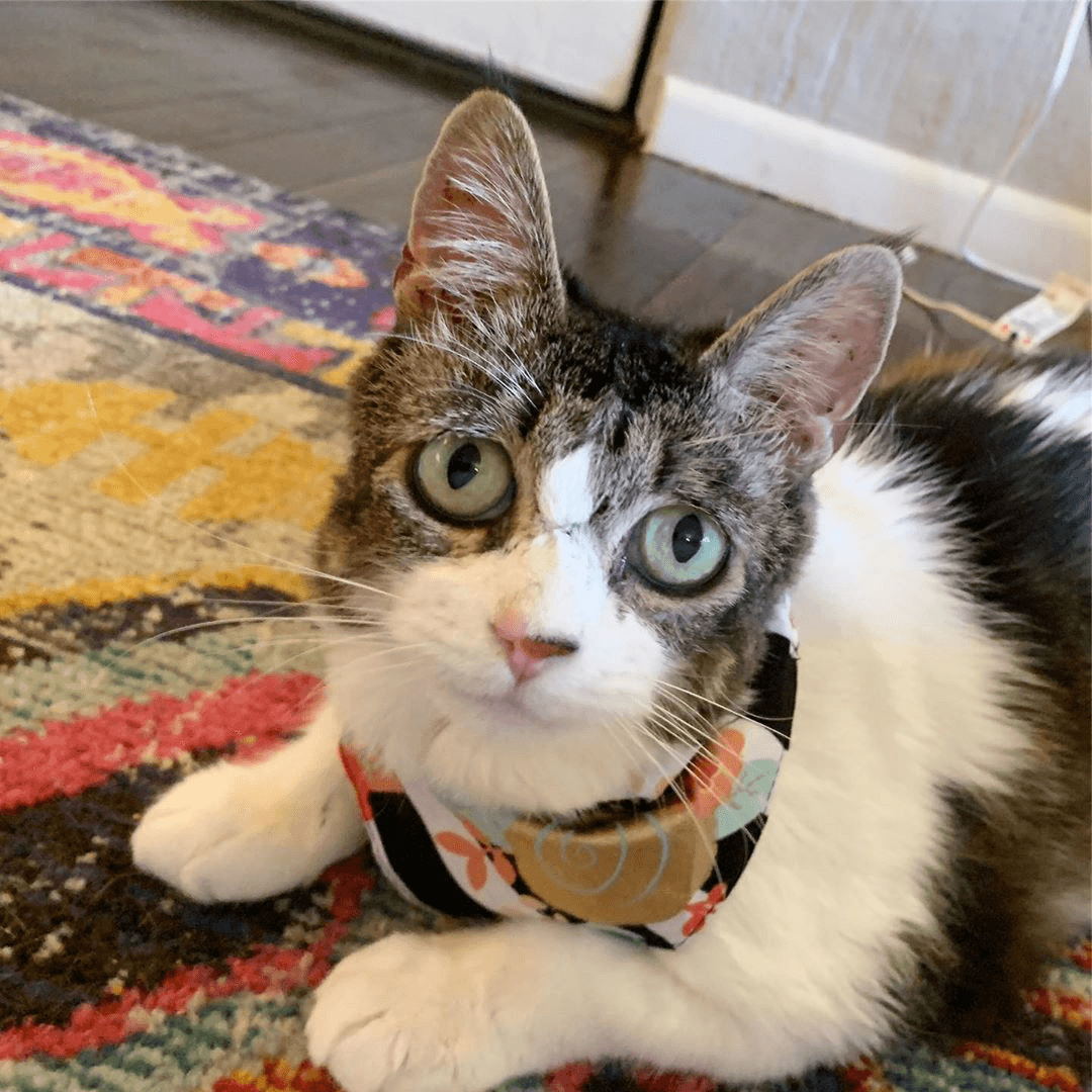 marmie feature