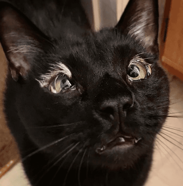 ryderfeature