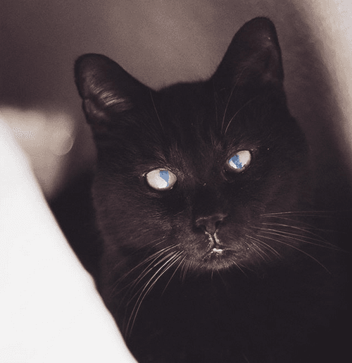 murdock
