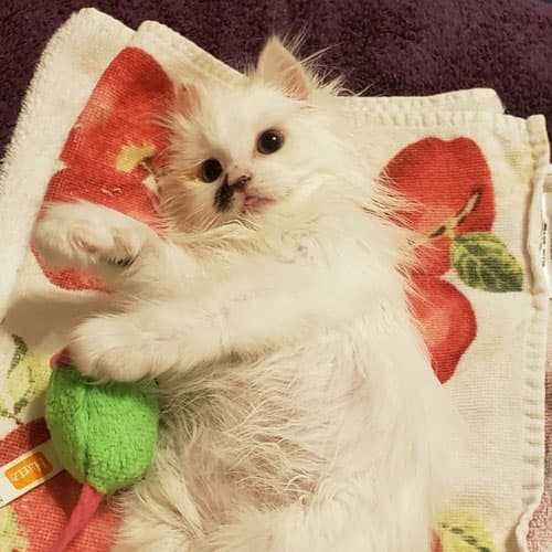 nilla