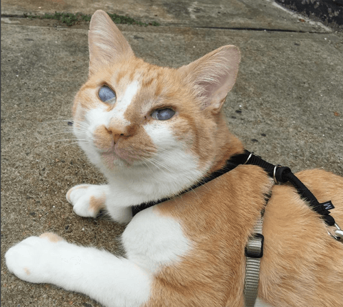 handsome hank feature
