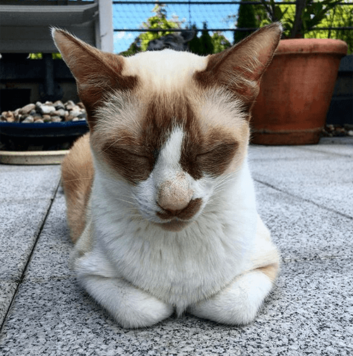 odin