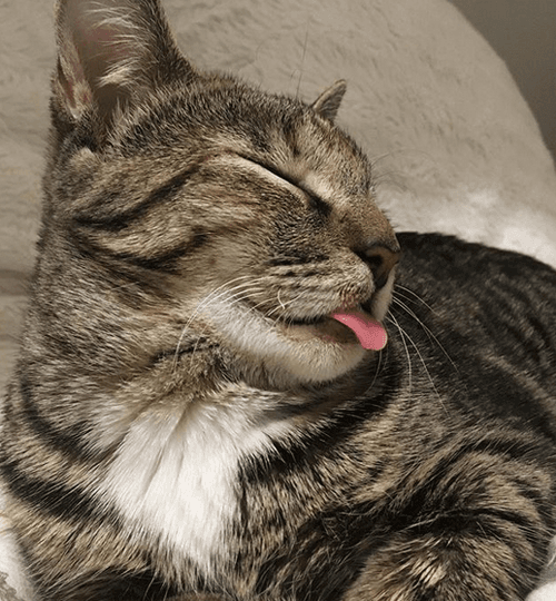 koshka