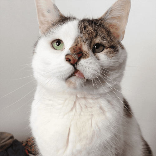 bub