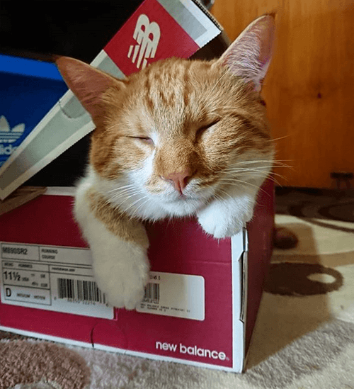 ray