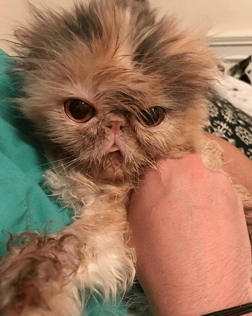 aladdinacat