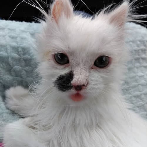 nilla