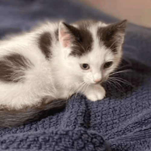 dottie