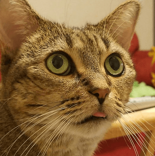 mitsy
