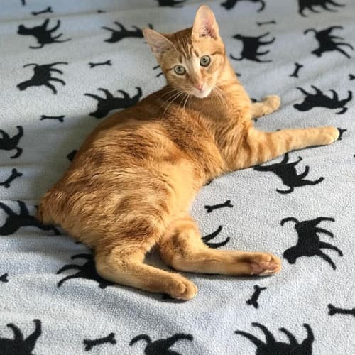 Sebastian4