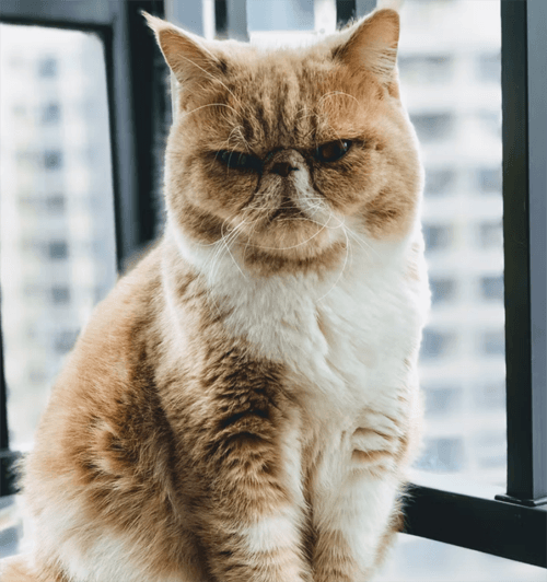 catlitter5forarticle