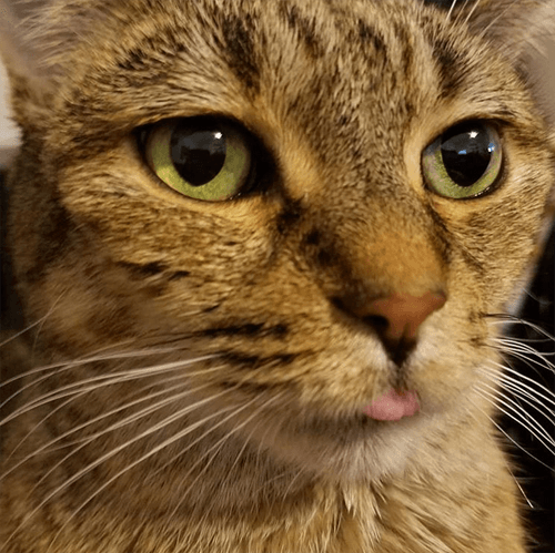 mitsy
