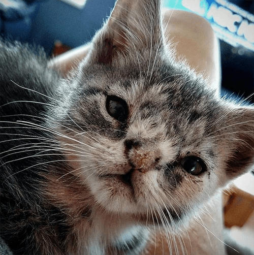 willow
