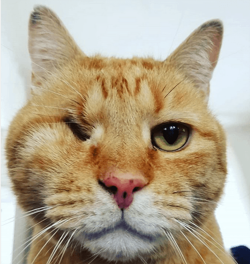 darwin