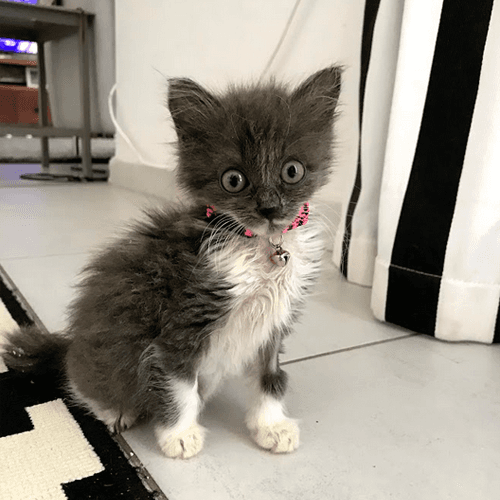 penny