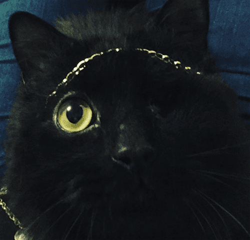bosco