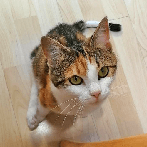 punktchen