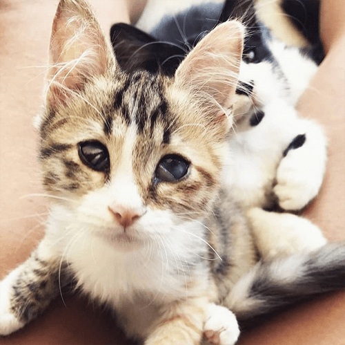 kira