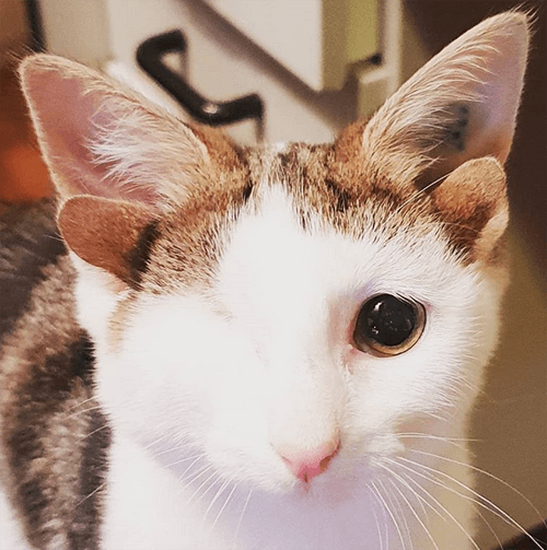 frankie