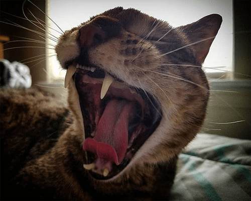 hemi