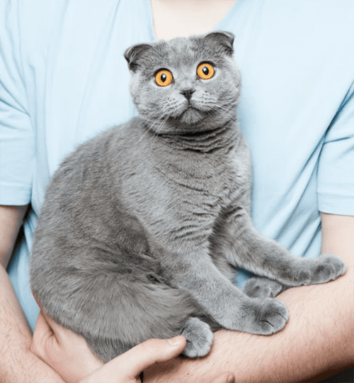 catlitter4forarticle