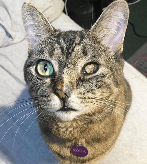 nora