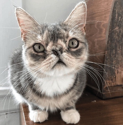 smushie