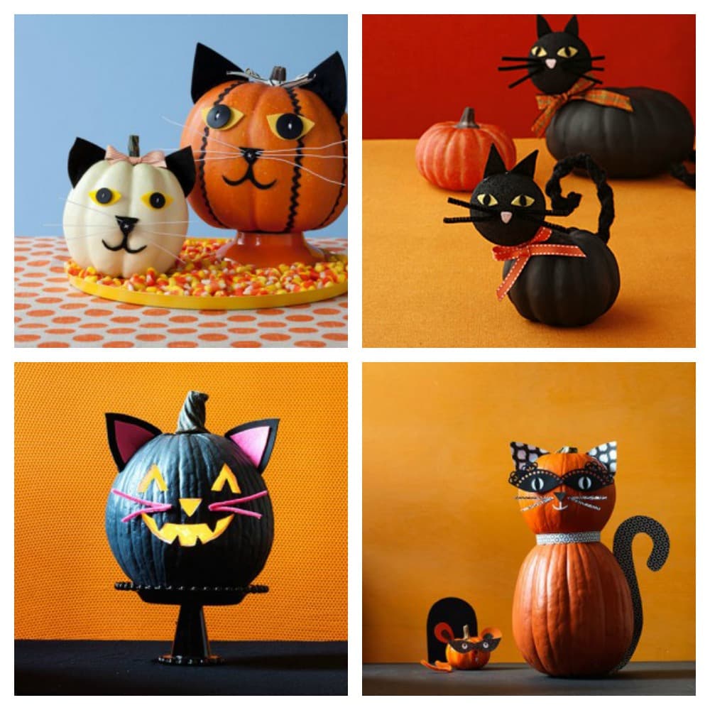 halloween cat pumpkins jack-o-lanterns feature