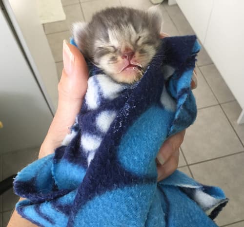 muffin