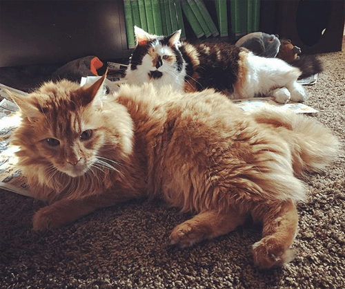 lunahobbes