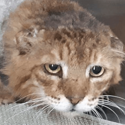 leo