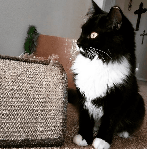 tippy